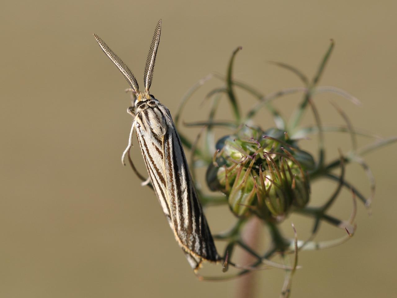 Non  Coscinia striata ma cosa ?